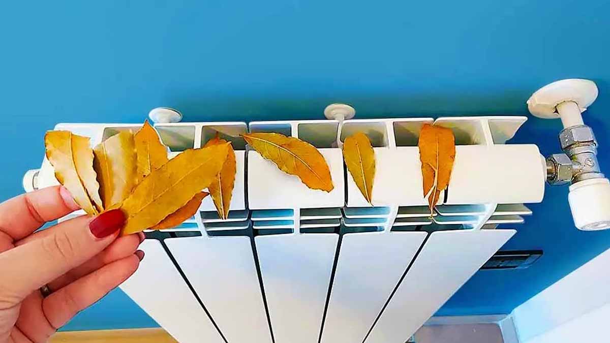 Hiver  comment économiser de l’argent en plaçant des feuilles de laurier sur votre radiateur 